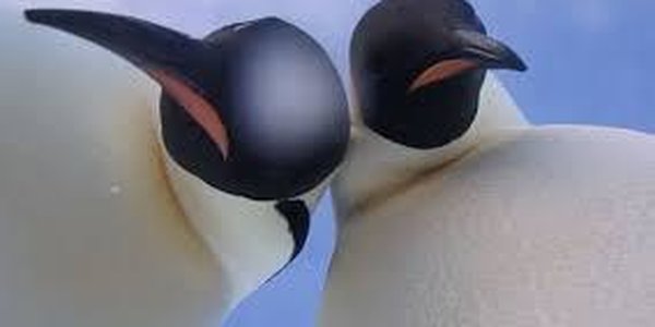 Пингвины нашли в Антарктиде камеру и сделали селфи (ВИДЕО)