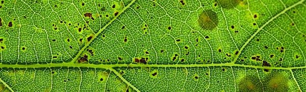 Учёные на пороге создания искусственного фотосинтеза