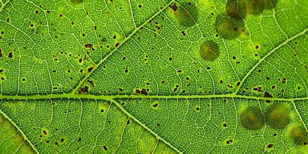 Учёные на пороге создания искусственного фотосинтеза