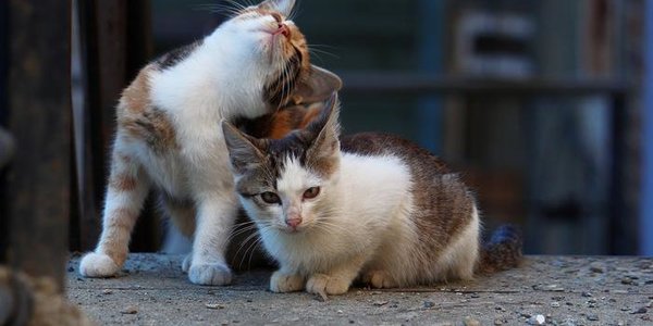 В среду в Приморье похолодает на 3–6 градусов