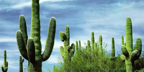 Красота гигантских кактусов Сагуаро