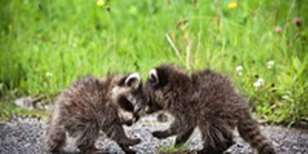 Енот лишил электричества тысячи человек