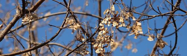 Перепады температур сохранятся в Приморье на следующей неделе