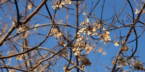 Перепады температур сохранятся в Приморье на следующей неделе