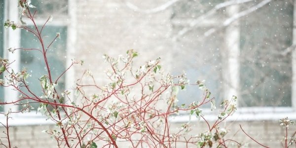 Завтра в Приморье пройдёт небольшой снег, местами с дождём