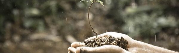 Внимание! Переувлажнение почвы наблюдается в 4 районах Приморья