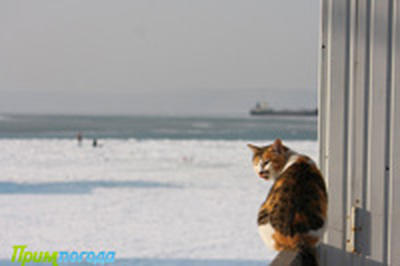 Выходные во Владивостоке будут морозными и ветреными