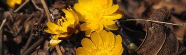 Март в Приморье запомнился теплом и избытком осадков