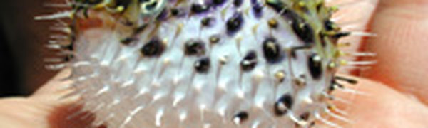 Ядовитая рыба фугу впервые выловлена в Адриатическом море