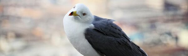 В пятницу во Владивостоке сохранится облачная погода