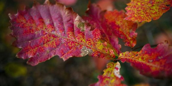 Завтра дожди в Приморье пойдут на убыль, похолодает