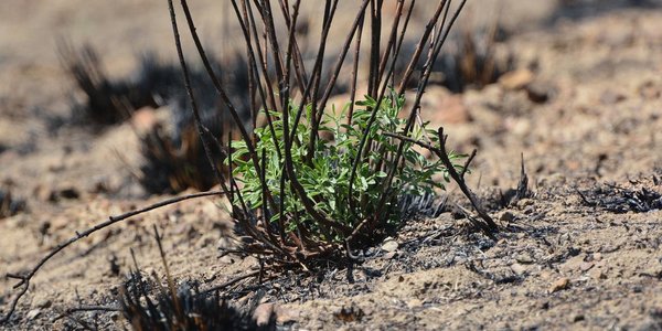 Из-за тёплой погоды в Приморье высок риск возникновения пожаров