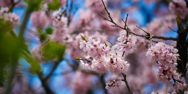 В Приморье воздух прогреется до +25 °С