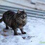 Температуры, установившиеся сейчас в Приморье, характерны для третьей декады февраля