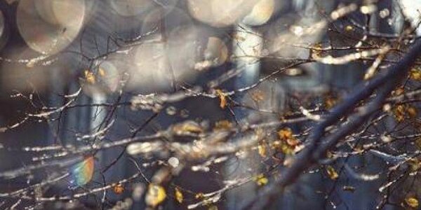 В середине зимы погода в Приморье повернула в сторону тепла