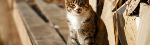 Частая смена волн тепла и холода ожидается в Приморье на этой неделе