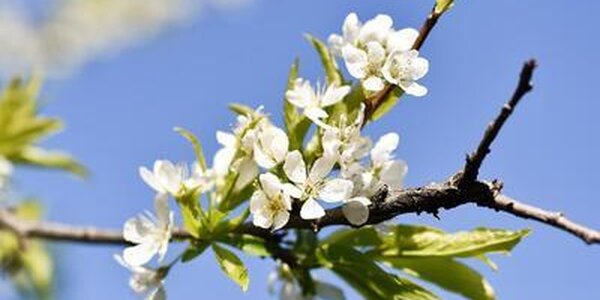 В пятницу в Приморье осадков не ожидается