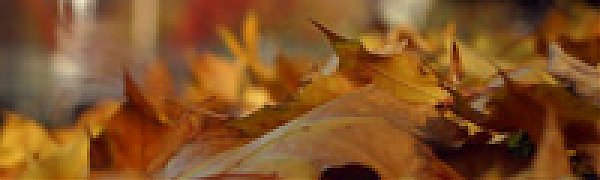 Уборка опавшей листвы вредна для городской экосистемы