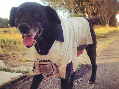 Facebook помог уругвайцу найти его пропавшую собаку в 500 км от дома