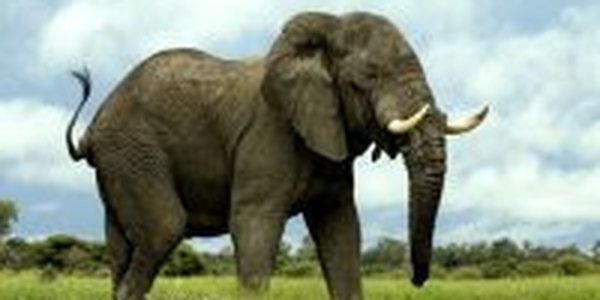 Слоновьей атаке подвергся индийский городок