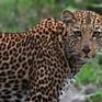 WWF будет следить за местами обитания леопардов через видеокамеры
