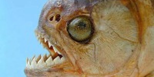  Десятки людей пострадали при нападении пираний в Бразилии