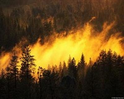 Пострадавшие от пожаров леса будут восстановлены в 2013 году