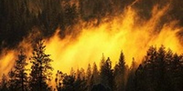 Пострадавшие от пожаров леса будут восстановлены в 2013 году