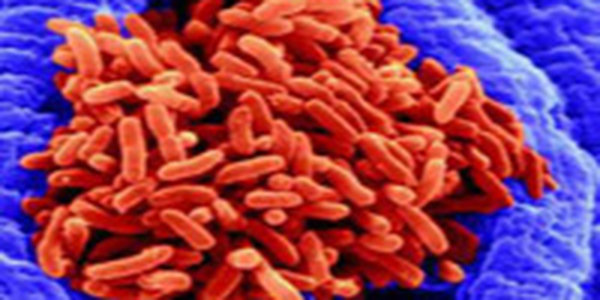 Ученые оживили древнюю бактерию