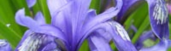 Июль – время цветения Ирисов