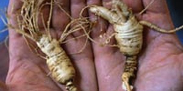 Китайцы незаконно промышляли в приморской тайге