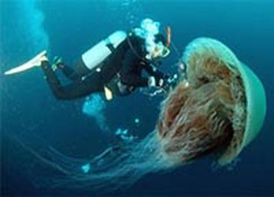 Приморье опять переживает нашествие медуз-крестовиков 