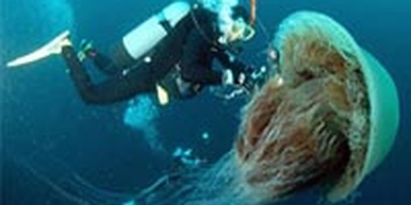 Приморье опять переживает нашествие медуз-крестовиков 