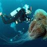 Приморье опять переживает нашествие медуз-крестовиков 