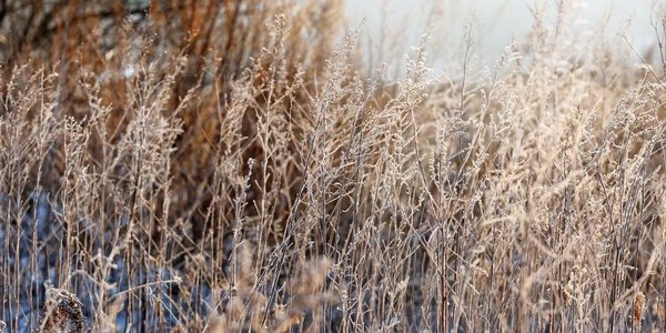 Настоящая зима: морозы продержатся в Приморье до конца недели