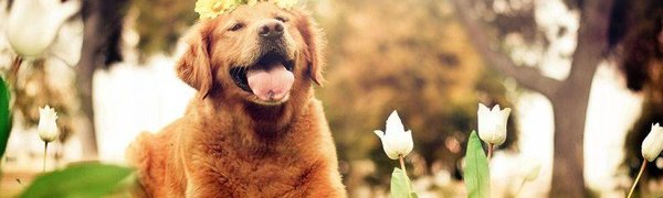 Собаки – настоящие друзья человека, выяснили ученые