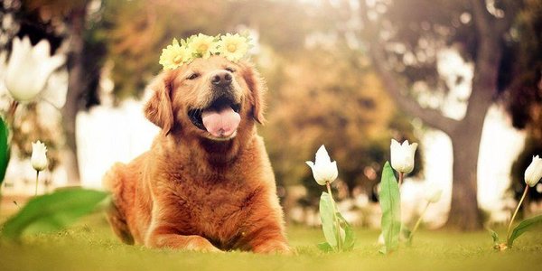 Собаки – настоящие друзья человека, выяснили ученые