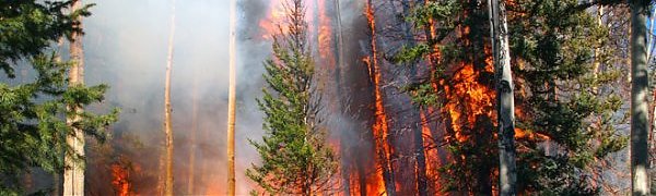 В предстоящие дни в лесах Приморья будет пожароопасно