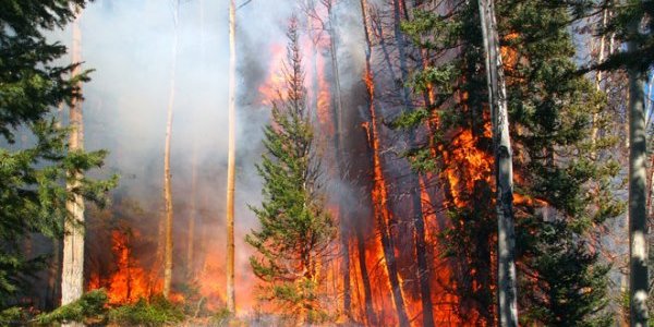 В предстоящие дни в лесах Приморья будет пожароопасно
