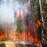 В предстоящие дни в лесах Приморья будет пожароопасно