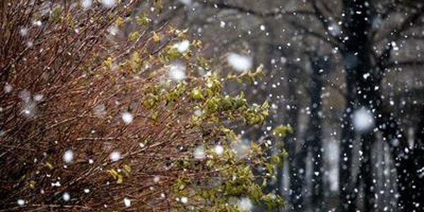 В пятницу циклон принесет в Приморье осадки в виде дождя и мокрого снега, на побережье усилится ветер