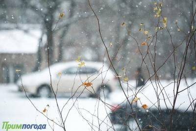 МЧС в Приморье распространяет предупреждения о снежном циклоне 23 — 24 октября
