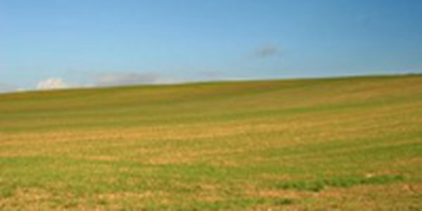 В Японии научились озеленять пустыни