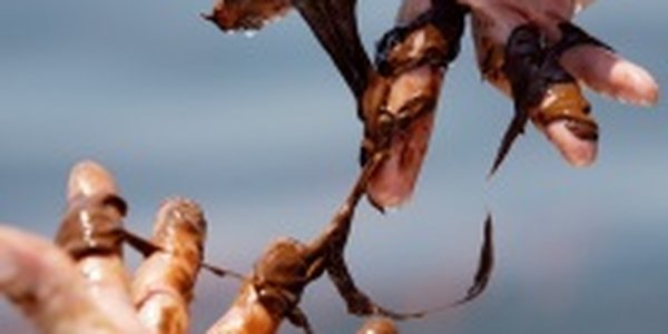 Эко-ужасы Мексиканского залива (ФОТО)