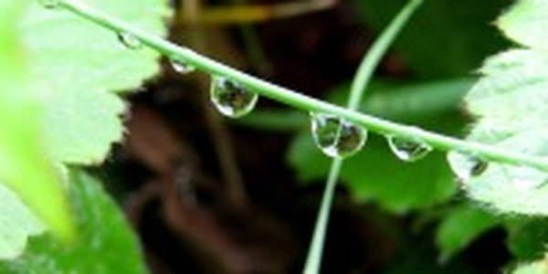 В Приморье возможны дожди