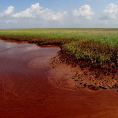 Эко-ужасы Мексиканского залива (ФОТО)