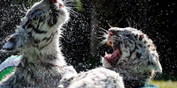 Тигрята Кико и Рико любители футбола и водных процедур (ФОТО)