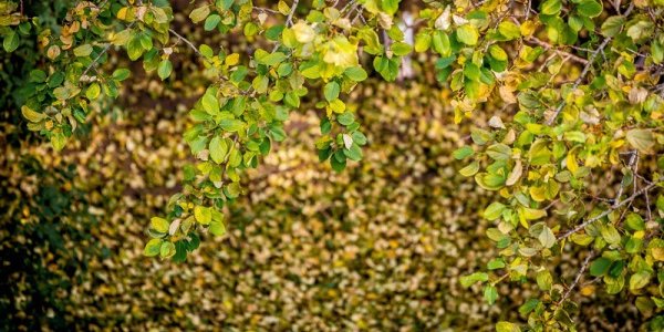 Неустойчивая погода с кратковременными дождями сохраняется в Приморье