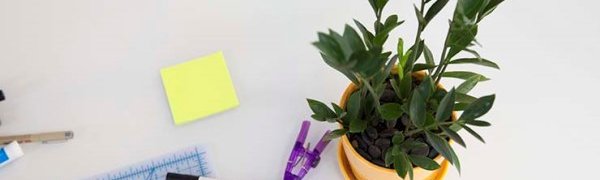 Комнатные растения делают людей счастливее и продуктивнее