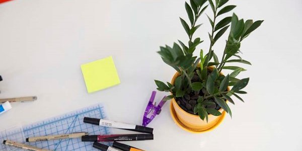 Комнатные растения делают людей счастливее и продуктивнее